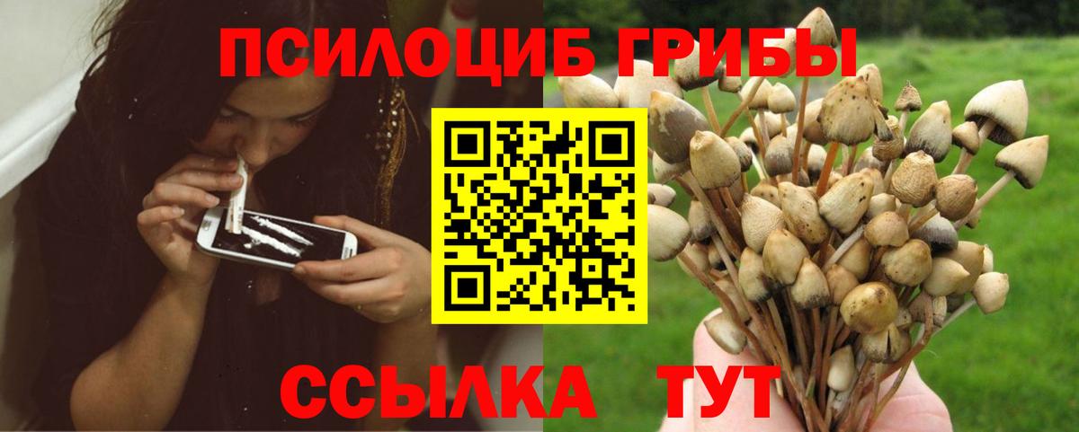 Буйнакск  как найти наркотики  Вход с VPN  Псилоцибиновые грибы Psilocybe 